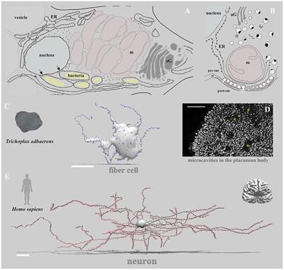 Selective Advantages of Synapses in Evolution